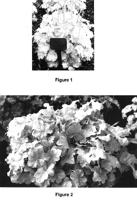 Figure 1 of US plant patent PP16735, the photograph of TNHEU042 printed in the patent.