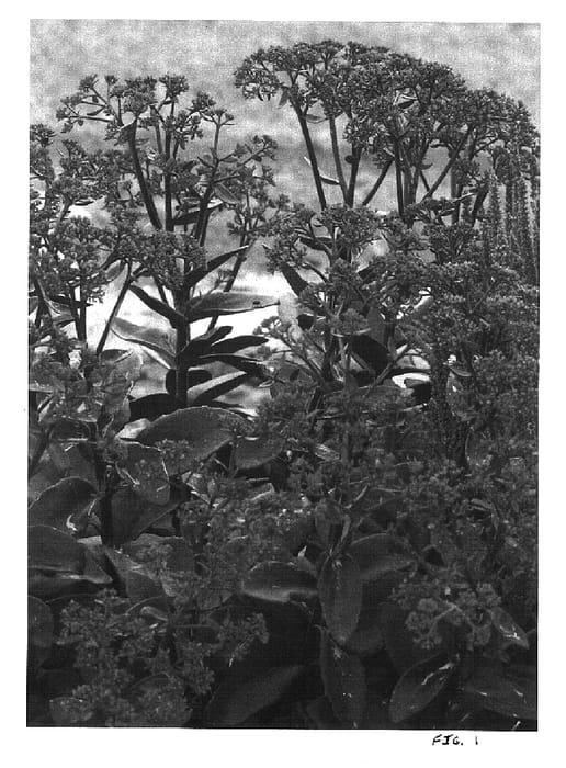 Figure 1 of US plant patent PP16736, the photograph of Black Jack printed in the patent.