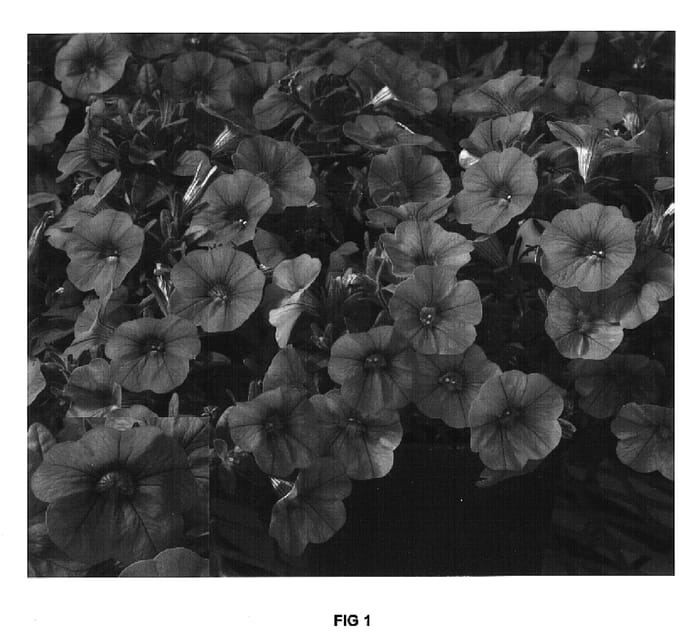 Figure 1 of US plant patent PP16737, the photograph of Cal Oran printed in the patent.