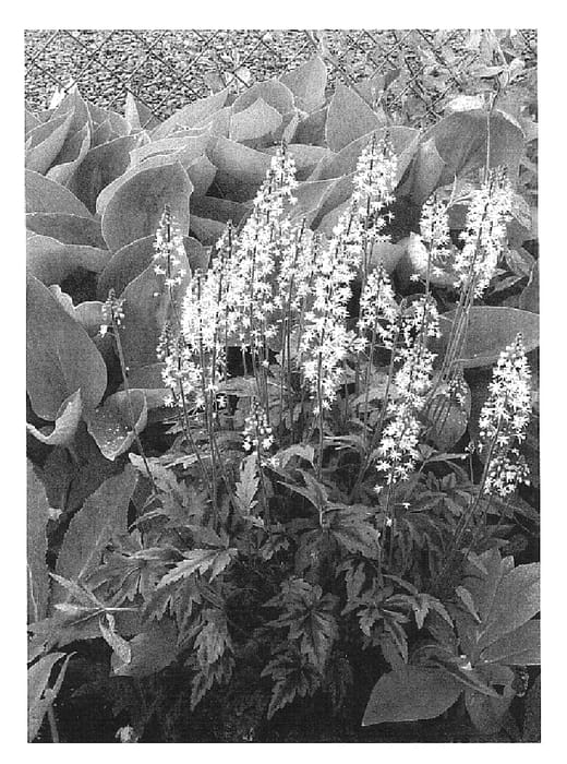 Figure 1 of US plant patent PP16738, the photograph of Sugar and Spice printed in the patent.