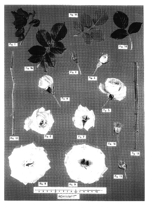 Figure 1 of US plant patent PP16739, the photograph of Meiviowit printed in the patent.