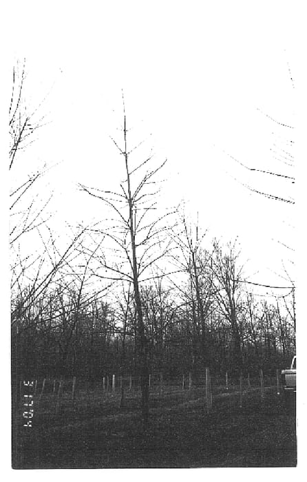 Figure 1 of US plant patent PP16740, the photograph of AFTC-1 printed in the patent.