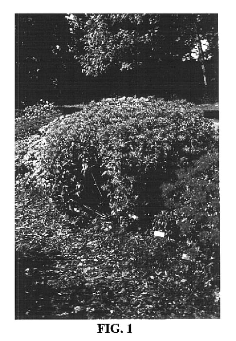 Figure 1 of US plant patent PP16741, the photograph of Coral Reef printed in the patent.