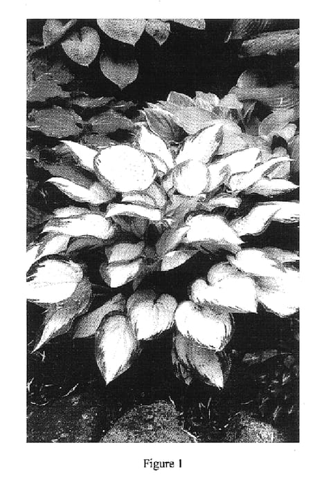 Figure 1 of US plant patent PP16742, the photograph of Orange Marmalade printed in the patent.