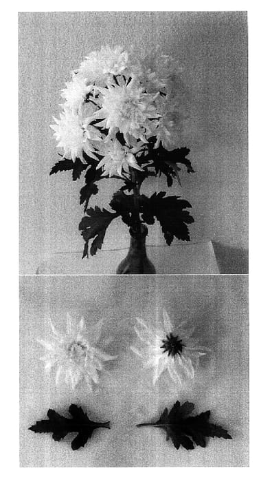 Figure 1 of US plant patent PP16743, the photograph of Dekmirka printed in the patent.