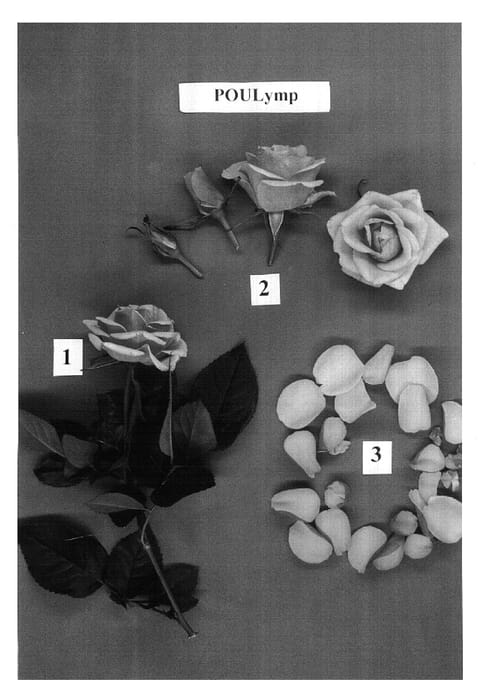 Figure 1 of US plant patent PP16744, the photograph of POULymp printed in the patent.