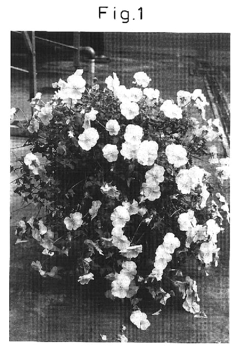 Figure 1 of US plant patent PP16745, the photograph of Sunviolalemo printed in the patent.