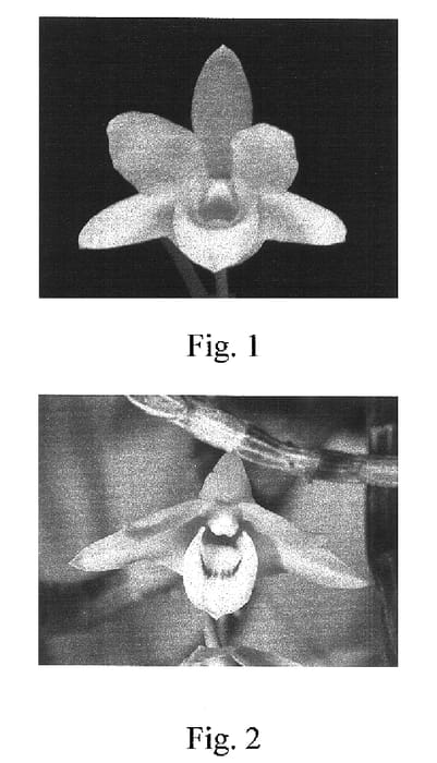 Figure 1 of US plant patent PP16746, the photograph of YFY-HS1 printed in the patent.