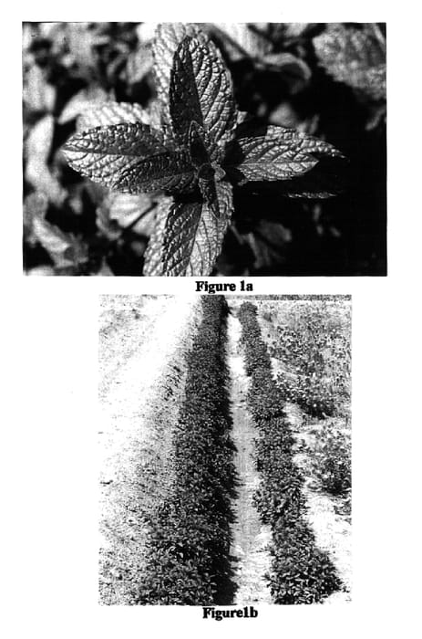 Figure 1 of US plant patent PP16747, the photograph of Ganga printed in the patent.
