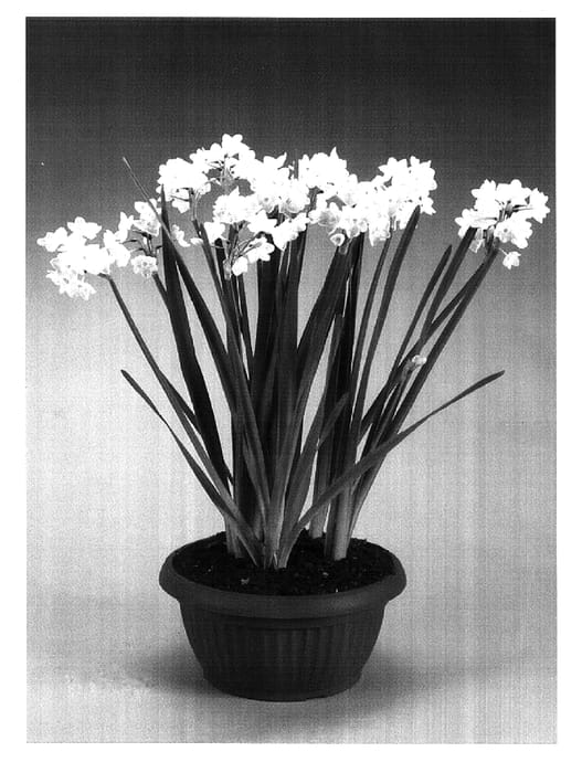 Figure 1 of US plant patent PP16748, the photograph of Inbal printed in the patent.