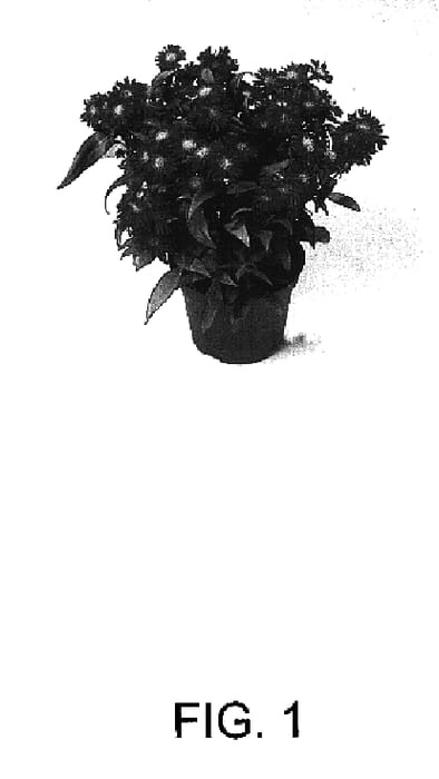 Figure 1 of US plant patent PP16749, the photograph of Cefortuna printed in the patent.