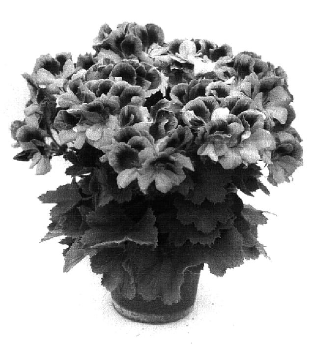 Figure 1 of US plant patent PP16750, the photograph of Pacasal printed in the patent.