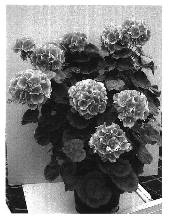 Figure 1 of US plant patent PP16751, the photograph of Paclai printed in the patent.