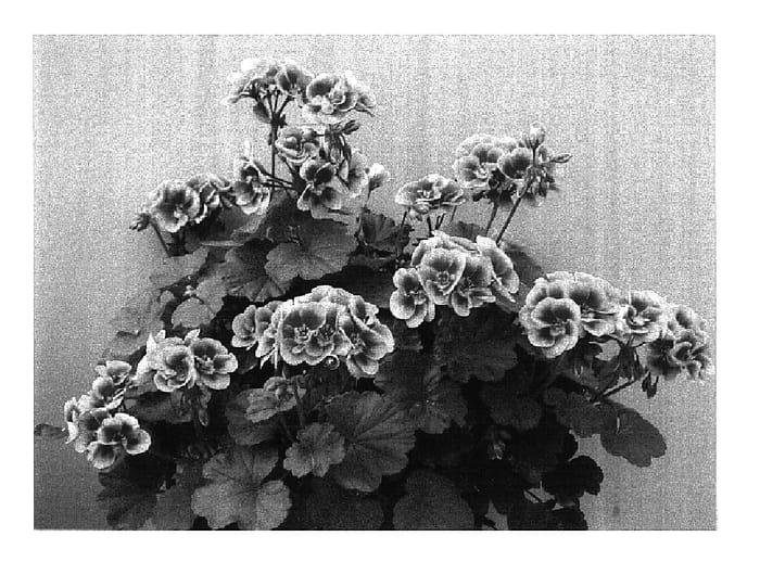 Figure 1 of US plant patent PP16752, the photograph of Swero printed in the patent.