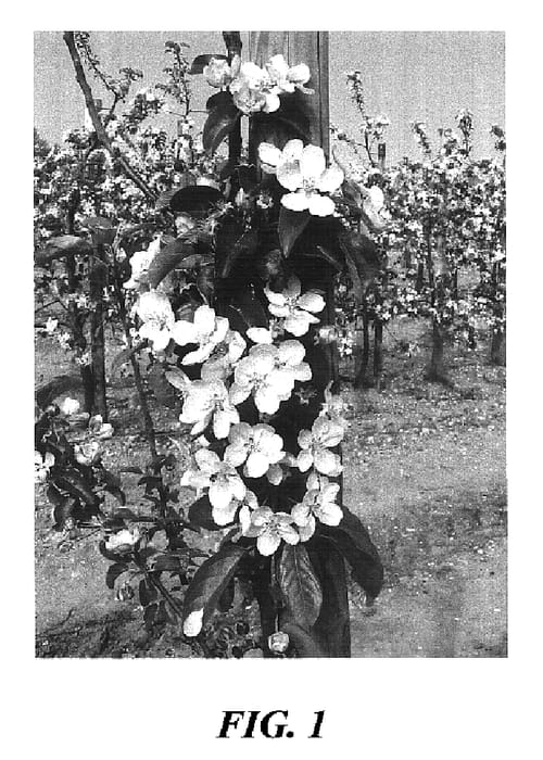 Figure 1 of US plant patent PP16753, the photograph of Dalitron printed in the patent.