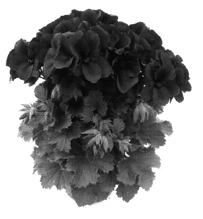 Figure 1 of US plant patent PP16754, the photograph of Pacabla printed in the patent.
