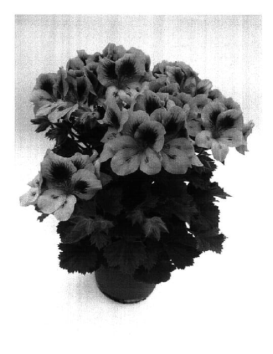 Figure 1 of US plant patent PP16755, the photograph of Pacali printed in the patent.