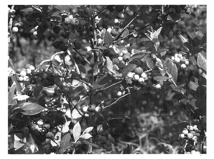 Figure 1 of US plant patent PP16756, the photograph of Palmetto printed in the patent.