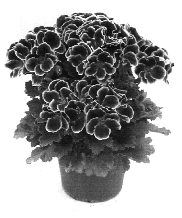 Figure 1 of US plant patent PP16757, the photograph of Pacahal printed in the patent.