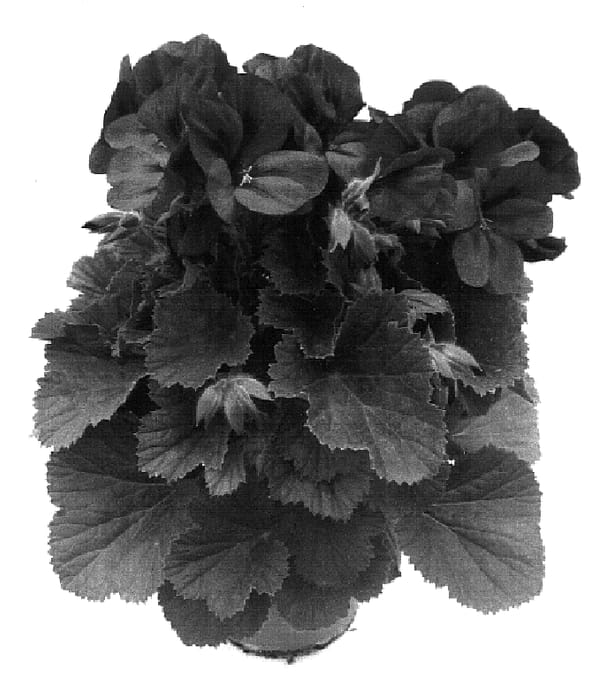 Figure 1 of US plant patent PP16758, the photograph of Pacapur printed in the patent.