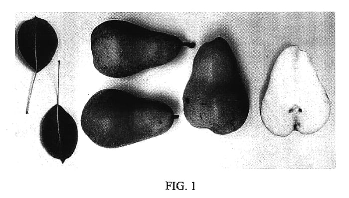 Figure 1 of US plant patent PP16759, the photograph of H2-169 printed in the patent.