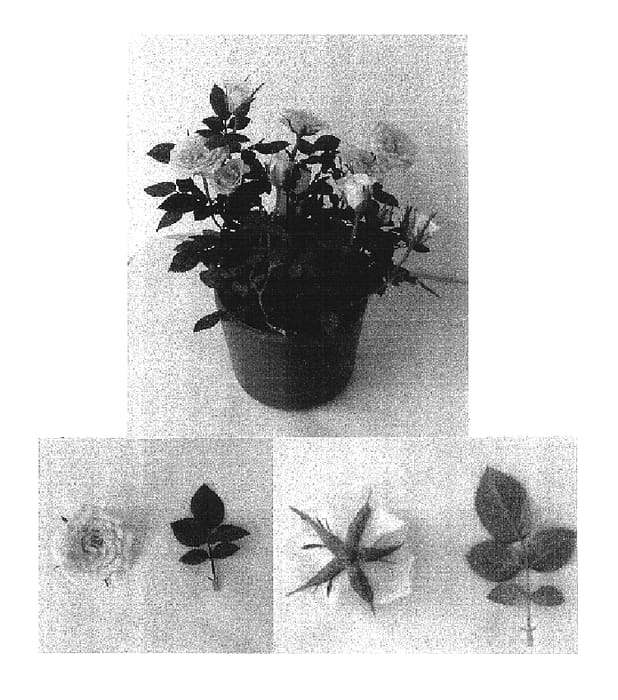 Figure 1 of US plant patent PP16760, the photograph of Evera 106 printed in the patent.