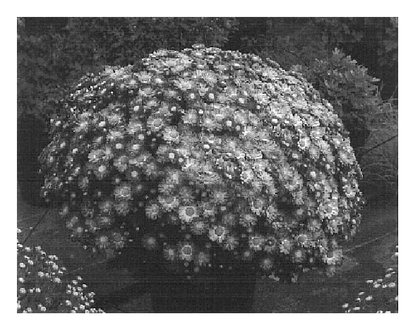 Figure 1 of US plant patent PP16761, the photograph of Headliner Pink printed in the patent.
