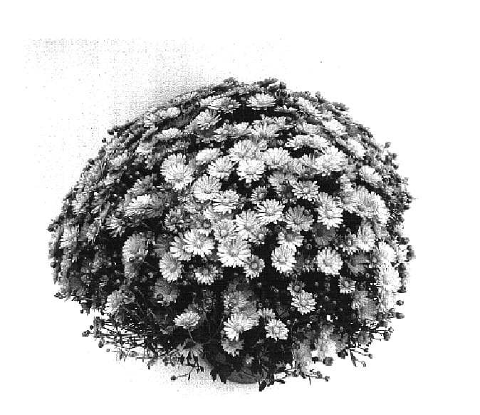 Figure 1 of US plant patent PP16762, the photograph of Starstruck Pink printed in the patent.