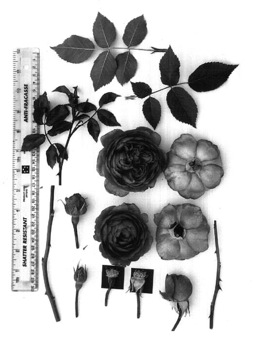 Figure 1 of US plant patent PP16763, the photograph of AUSintense printed in the patent.