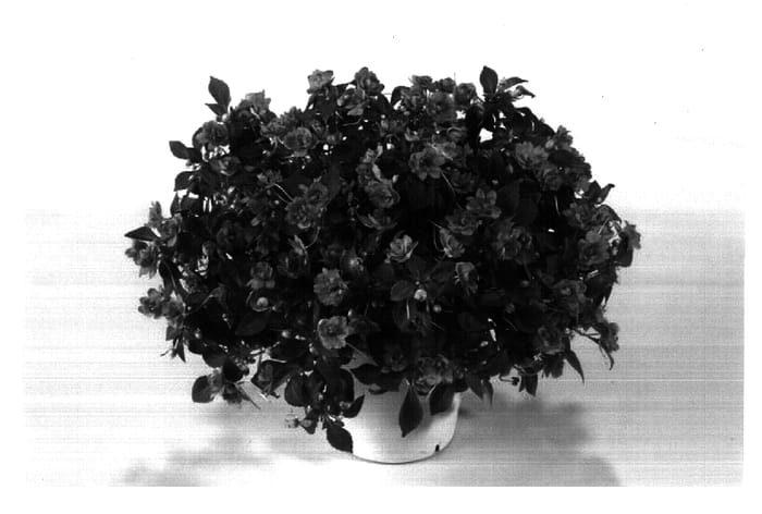 Figure 1 of US plant patent PP16764, the photograph of DANDOCHESAL printed in the patent.