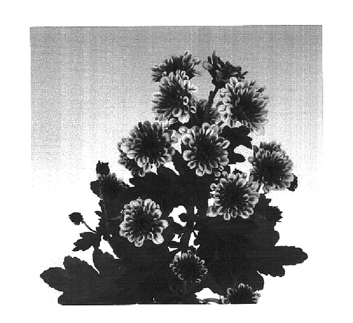 Figure 1 of US plant patent PP16765, the photograph of Lilac Tension printed in the patent.