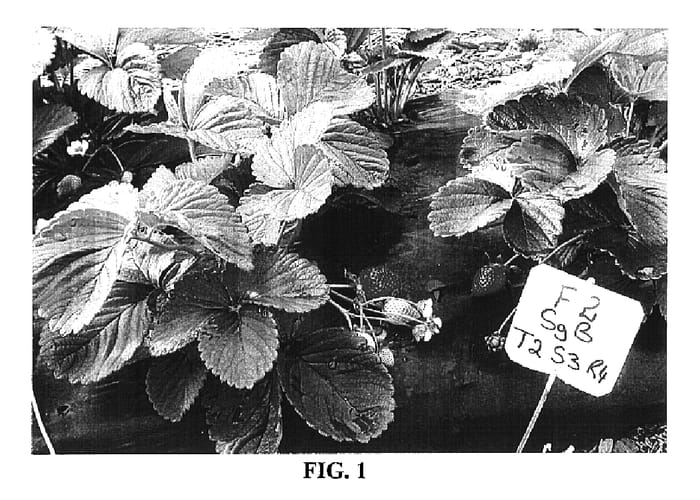 Figure 1 of US plant patent PP16766, the photograph of QHI Sugarbaby printed in the patent.