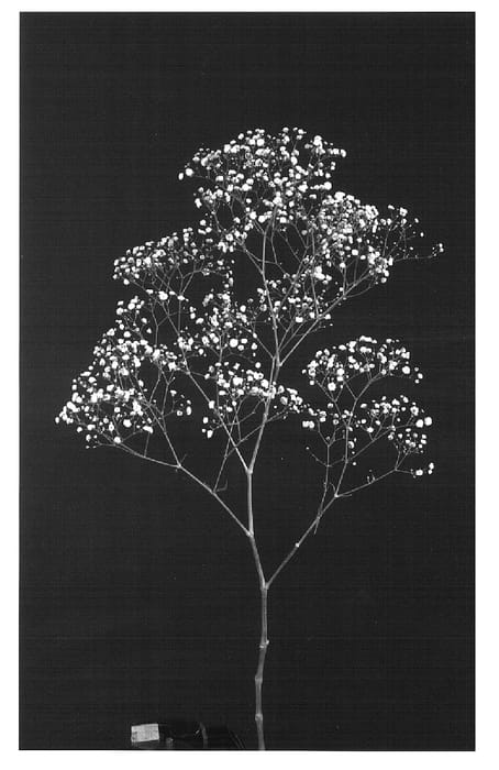 Figure 1 of US plant patent PP16767, the photograph of Dangypwhifa printed in the patent.