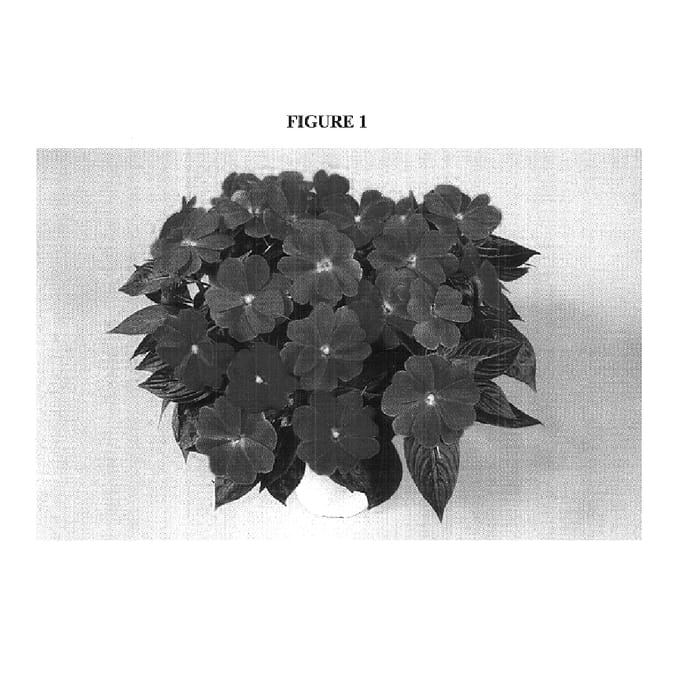 Figure 1 of US plant patent PP16768, the photograph of Danhardalil printed in the patent.