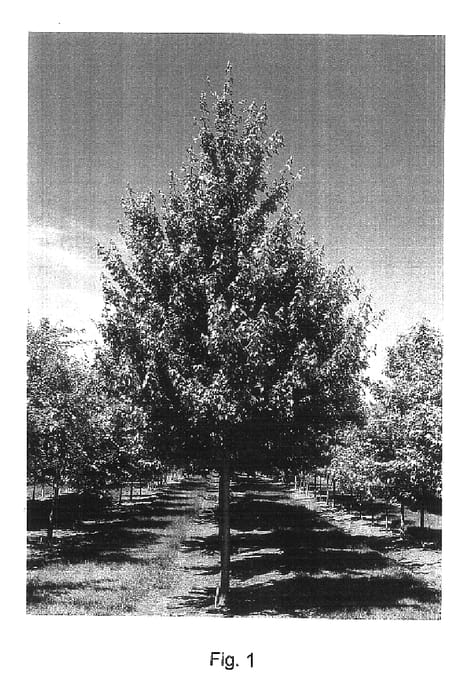 Figure 1 of US plant patent PP16769, the photograph of Frank Jr printed in the patent.