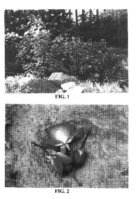 Figure 1 of US plant patent PP16770, the photograph of BAIset printed in the patent.