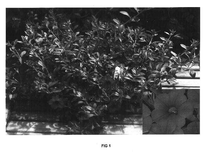 Figure 1 of US plant patent PP16771, the photograph of Cal Scaredtwo printed in the patent.