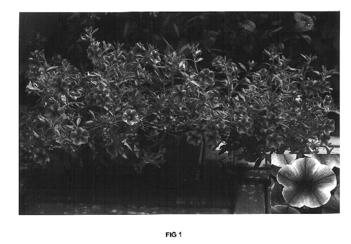 Figure 1 of US plant patent PP16772, the photograph of Cal Rostar printed in the patent.