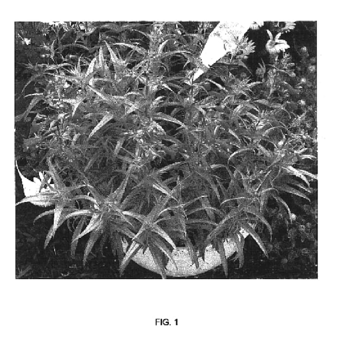 Figure 1 of US plant patent PP16773, the photograph of Yaput printed in the patent.