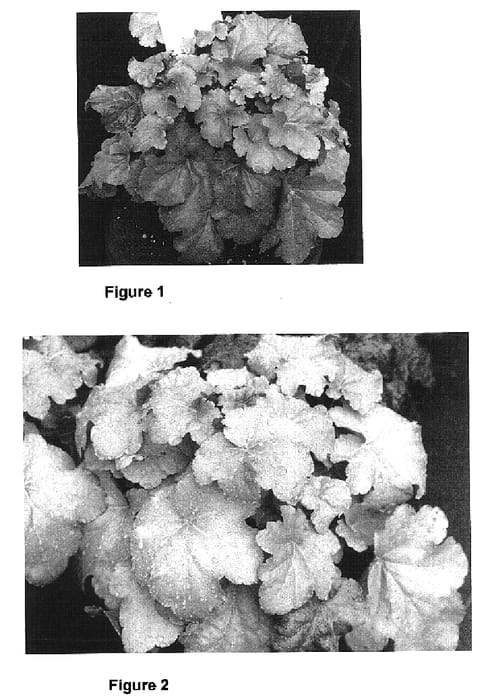 Figure 1 of US plant patent PP16774, the photograph of TNHEU041 printed in the patent.