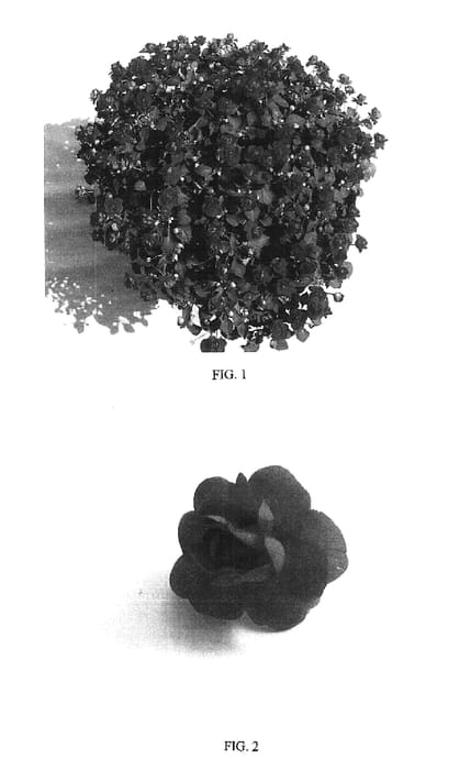 Figure 1 of US plant patent PP16775, the photograph of Balpixdople printed in the patent.