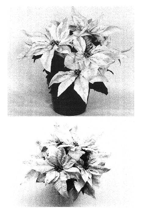 Figure 1 of US plant patent PP16776, the photograph of PER10101 printed in the patent.