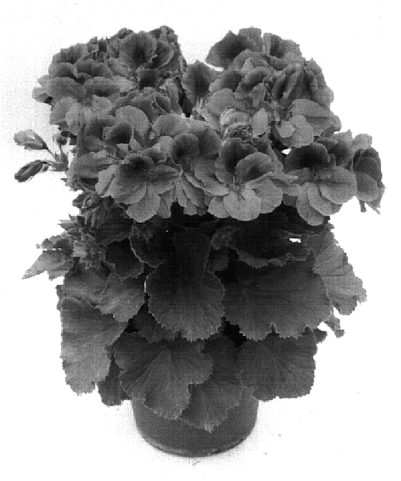 Figure 1 of US plant patent PP16777, the photograph of Pacared printed in the patent.