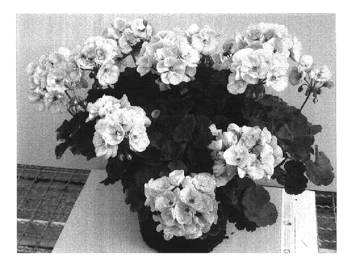 Figure 1 of US plant patent PP16778, the photograph of Pactina printed in the patent.