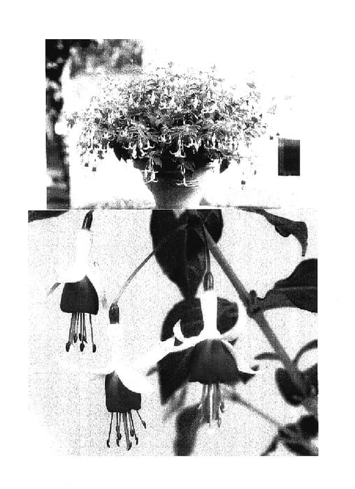 Figure 1 of US plant patent PP16779, the photograph of Sanihanf arl2 printed in the patent.