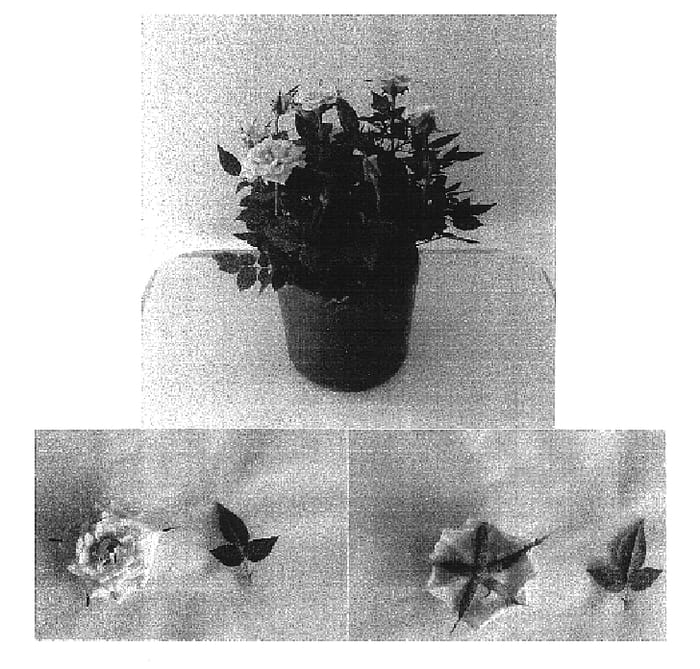 Figure 1 of US plant patent PP16780, the photograph of Evera 103 printed in the patent.