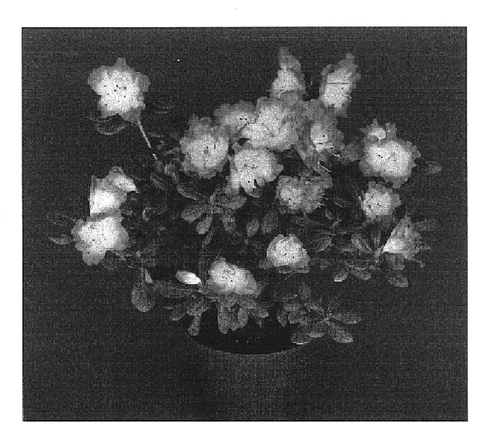 Figure 1 of US plant patent PP16781, the photograph of Spring Picotee printed in the patent.