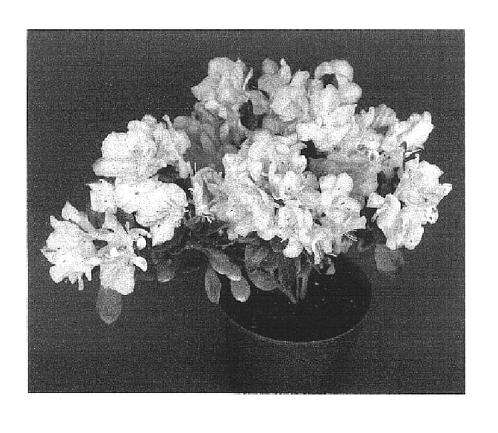 Figure 1 of US plant patent PP16782, the photograph of Spring Fling printed in the patent.