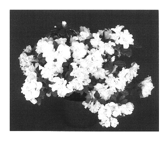 Figure 1 of US plant patent PP16783, the photograph of Carousel printed in the patent.