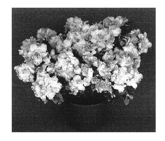 Figure 1 of US plant patent PP16784, the photograph of Sonnet printed in the patent.